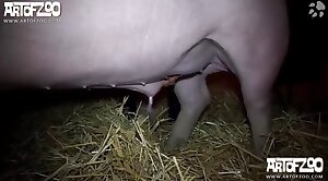 pig,beastiality